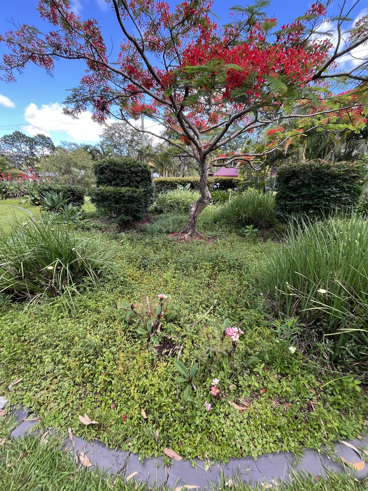Neatly maintained garden bed and hedges